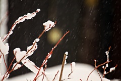 IMG_5630e