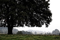 IMG_2763e