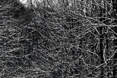 IMG_4950e