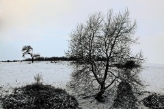 IMG_4953e