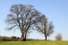 IMG_6804e