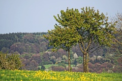 IMG_7081e