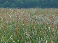 P1080571e