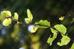 IMG_1554e
