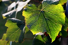 IMG_2020e