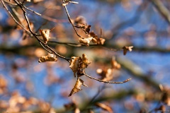 IMG_5969e