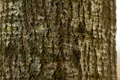 IMG_6225e