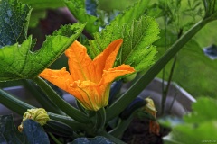 IMG_8486e