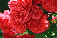 IMG_8655e