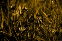 IMG_0260e