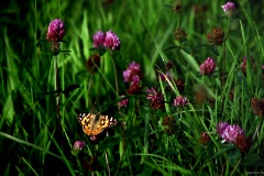 IMG_0260e2
