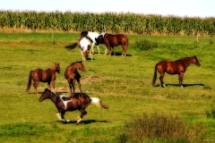 IMG_0681e6