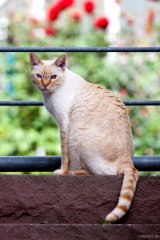 cat from the neighbours