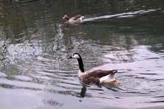 IMG_3007e