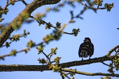 Blackbird