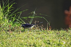 IMG_6756e