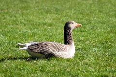 IMG_6996ec