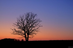 IMG_6727e