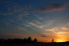 Sonnenuntergang über Löwenzahnwiese