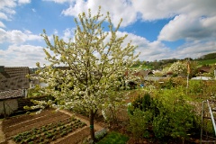 Garden, shot from the terrace of my parents