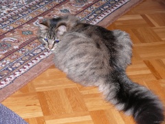 9. Monat