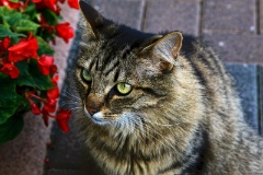 IMG_0028e