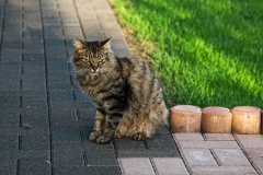 IMG_0277e